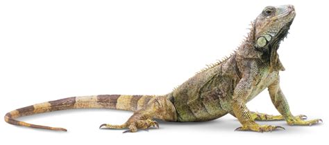 Types of Reptiles | Reptile Facts | DK Find Out