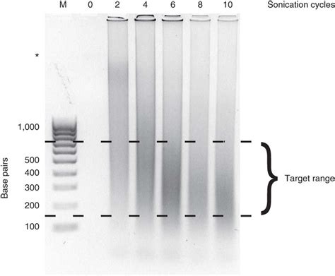 Representative gel image showing varying degrees of sonication. NIH3T3 ...