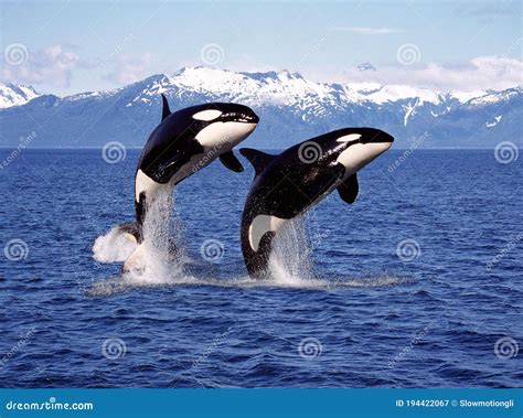 KILLER WHALE Orcinus Orca, PAIR LEAPING, CANADA Stock Image - Image of ...