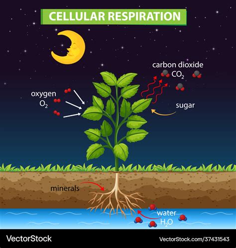 Diagram showing process cellular respiration Vector Image