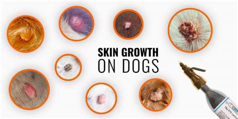 Skin Growths on Dogs – Types, Causes, Diagnosis & Treatments