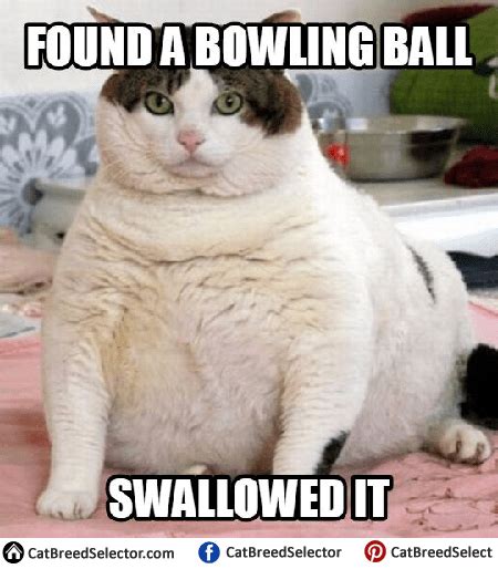 Fat Cat Memes | Cat Breed Selector