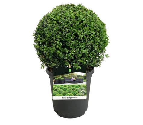 Buxus sempervirens | Green Solutions