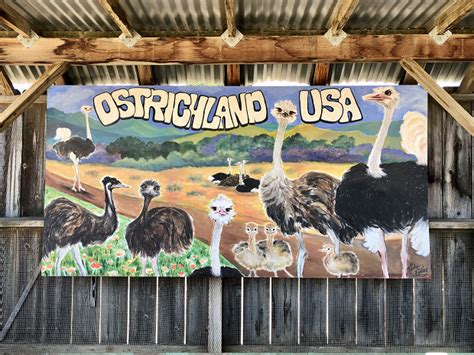 Ostrich Farm Solvang