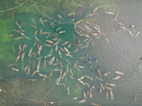 10 Awesome Crystal River Manatee Tours - Uprooted Traveler