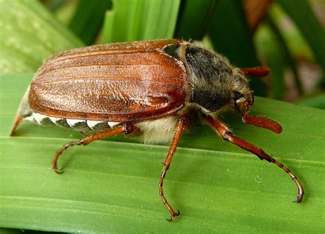 Chafer Grubs, damage to lawns and their life cycle