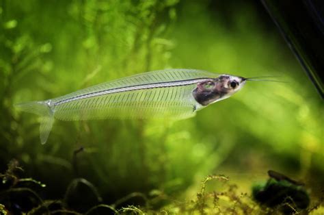 Glass Catfish | A Complete Guideline for your aquarium collection