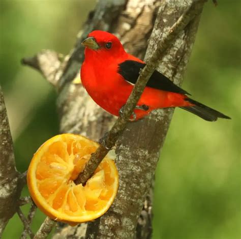 25 Birds With Red Heads North America (ID And Photo Guide)