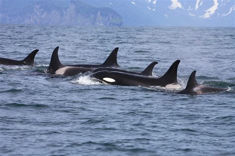 10 Incredible PNW Orca Whale Watching Moments | Clipper Vacations Magazine