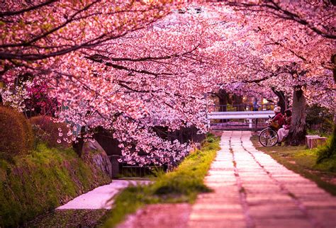 Spring-Flowering Trees In Portland | Inexpensive Tree Care