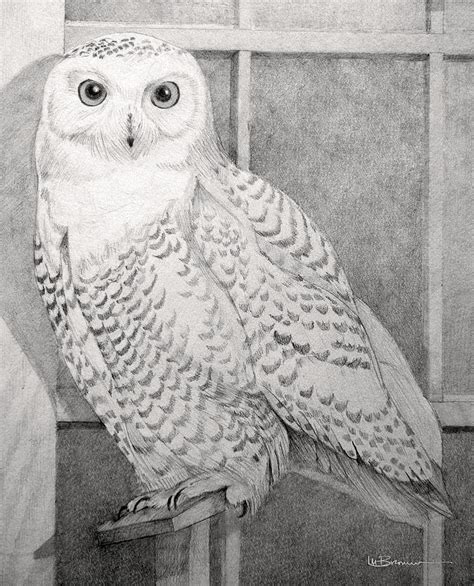 Snowy Owl Drawing by Leslie M Browning