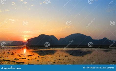 Sunset between the Rice Fields in Vietnam Stock Image - Image of tree ...