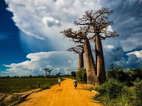 Avenue Of The Baobabs The Legendary Avenue Of Trees In Madagascar.