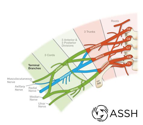 Brachial Plexus Anatomy