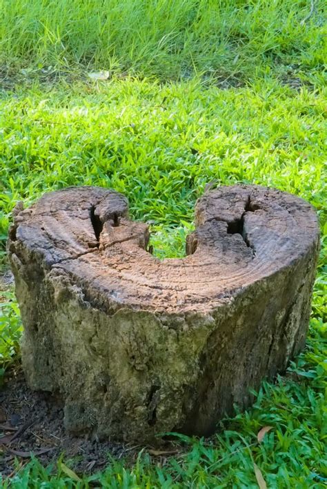 Rotting Tree Stump stock photo. Image of abstract, pattern - 288650