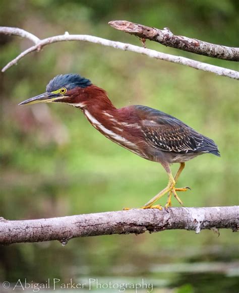 Green Heron | Nature travel, Green heron, Travel photography