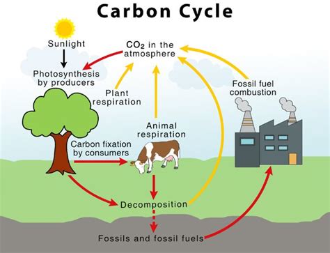 Carbon Cycle: What is the Importance and uses of Carbon in our Daily ...