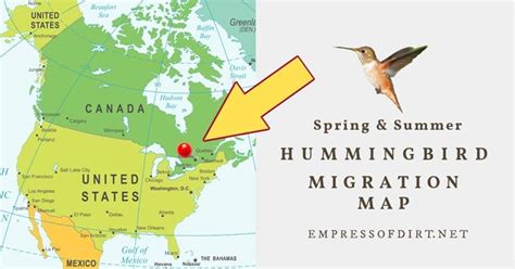 2021 Hummingbird Migration Map (Find Out When to Expect Them)