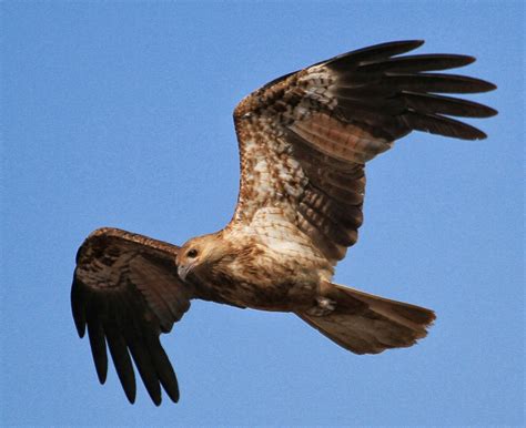 Richard Waring's Birds of Australia: Birds of Prey from trip to Darwin