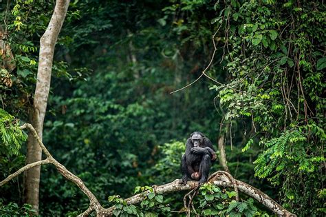 The Congo Rainforest - WorldAtlas