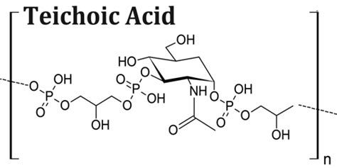 Teichoic Acid - Assignment Point