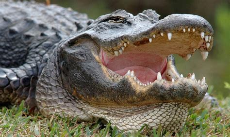 Could ALLIGATORS hold the key to how we could one day regrow teeth ...