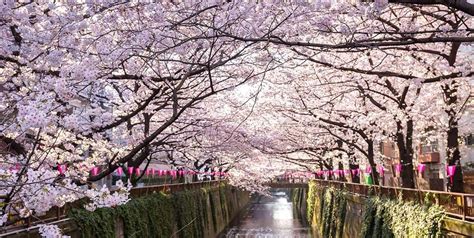 10 Best Places To See Cherry Blossom in Japan - HotelsCombined 10 Best ...