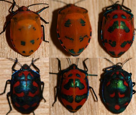 Color and Iridescence in the Stinkbug - EveryONE