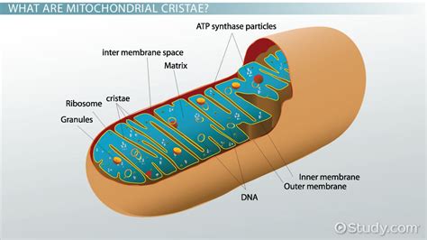 Mitochondrial Cristae: Definition & Function - Video & Lesson ...