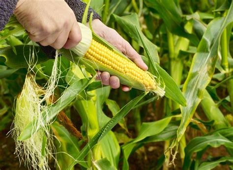 Tips for Harvesting Sweet Corn | Blain's Farm & Fleet Blog