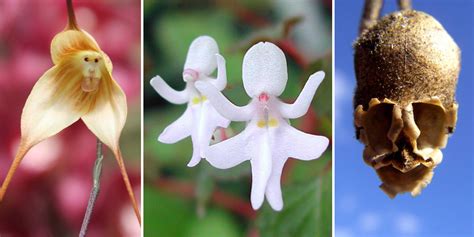 17 Flowers That Look Like Something Else | Bored Panda