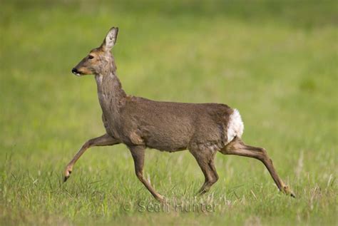 Sean Hunter Photography - Roe Deer