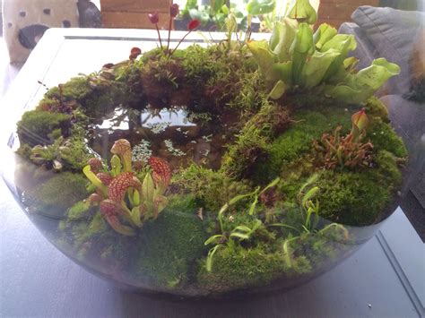 Terrarium For Plants