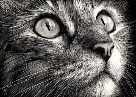 Cat's Face Drawing by Elena Kolotusha