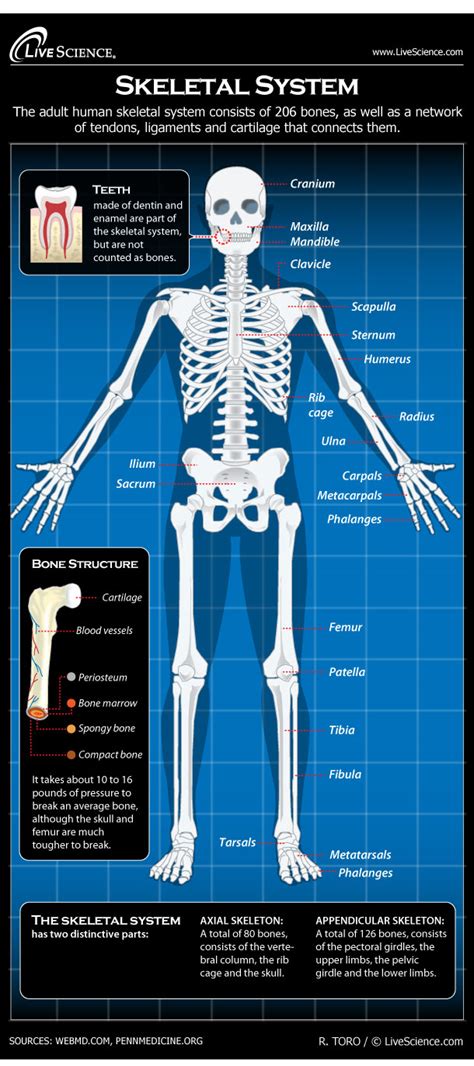 Human Back Bones Diagram : Muscles Of The Back Teachmeanatomy - This is ...