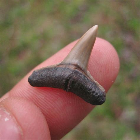 Lemon Shark Teeth from Miocene Epoch of Florida - PaleoCris