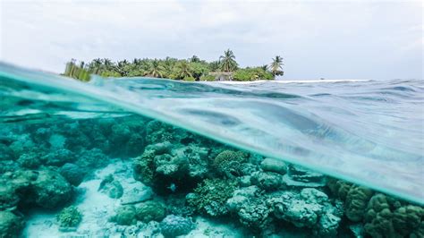 Ocean Underwater Coral Reef Landscape View Trees Island Waves HD Ocean ...