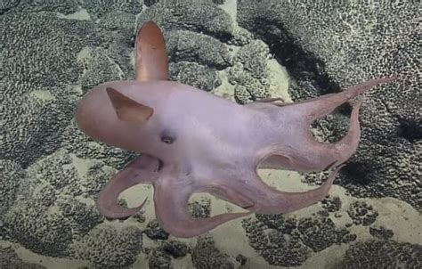 14 Dumbo Octopus Facts - Fact Animal