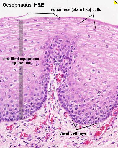 83 Histology - Epithelial ideas | histology slides, anatomy and ...