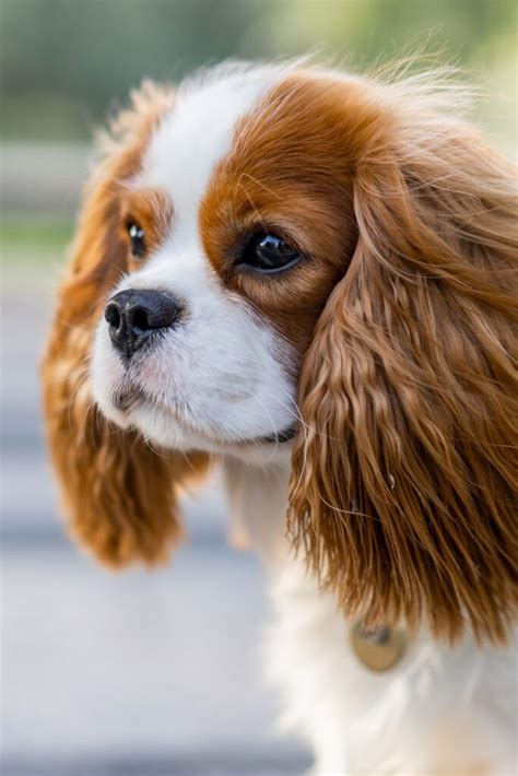 Cavalier King Charles Spaniel Puppies (19 cute pups) - Talk to Dogs