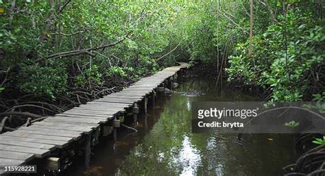 372 East African Mangroves Stock Photos, High-Res Pictures, and Images ...