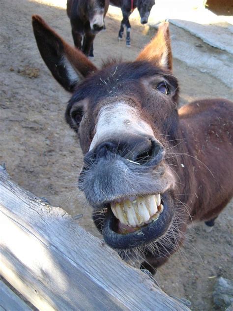 Donkey Smiling With Teeth