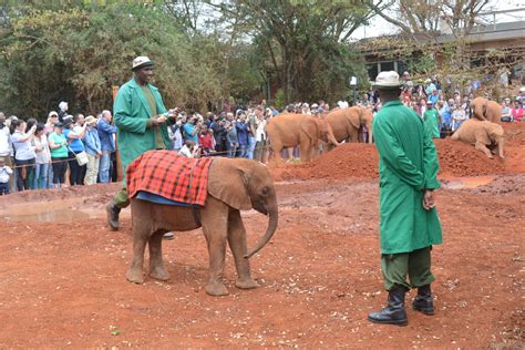 David Sheldrick Elephant Orphanage Tour - Bovid Africa Safaris - Best ...