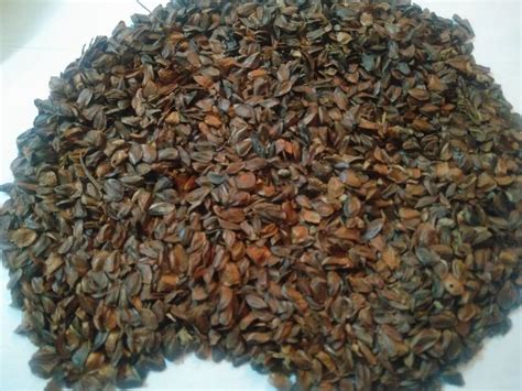 Cryptomeria Japonica Seeds at best price in Dehradun | ID: 14991257155