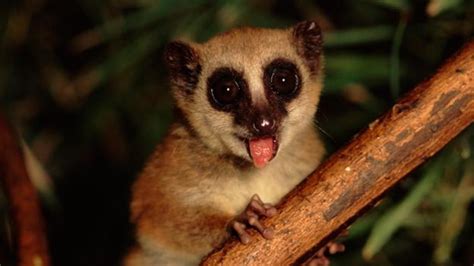 Great Mouse Lemur V. Great Dwarf Lemur