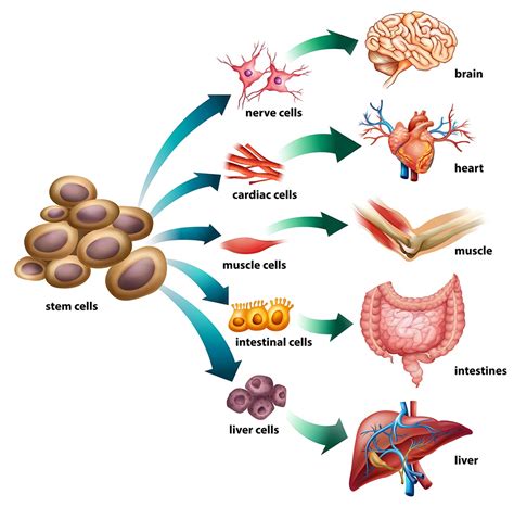 How Curcumin Stops Cancer From Returning – KathleenBarnes.com