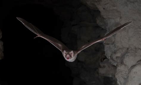 For Vampire Bats to Live on Blood, It Takes Guts - The New York Times