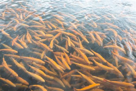 Rainbow Trout Swims in the Water at a Fish Farm Stock Image - Image of ...