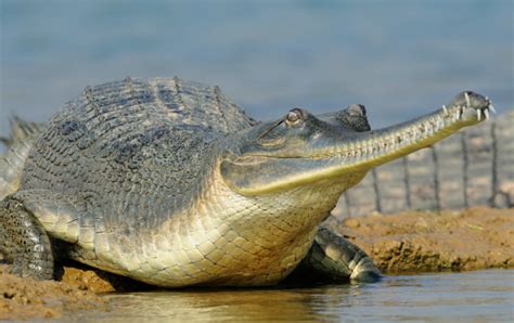 Crocodile Breeding Center releases 150 gharials | Nepalnews