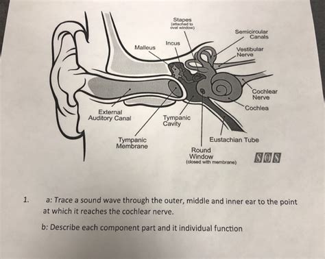 Solved Stapes (attached to oval window) Semicircular Canals | Chegg.com